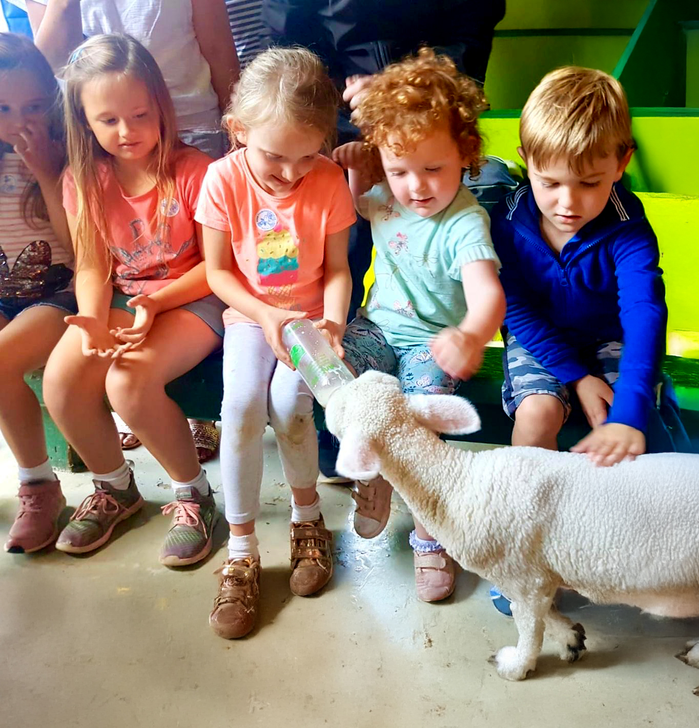 the-big-sheep