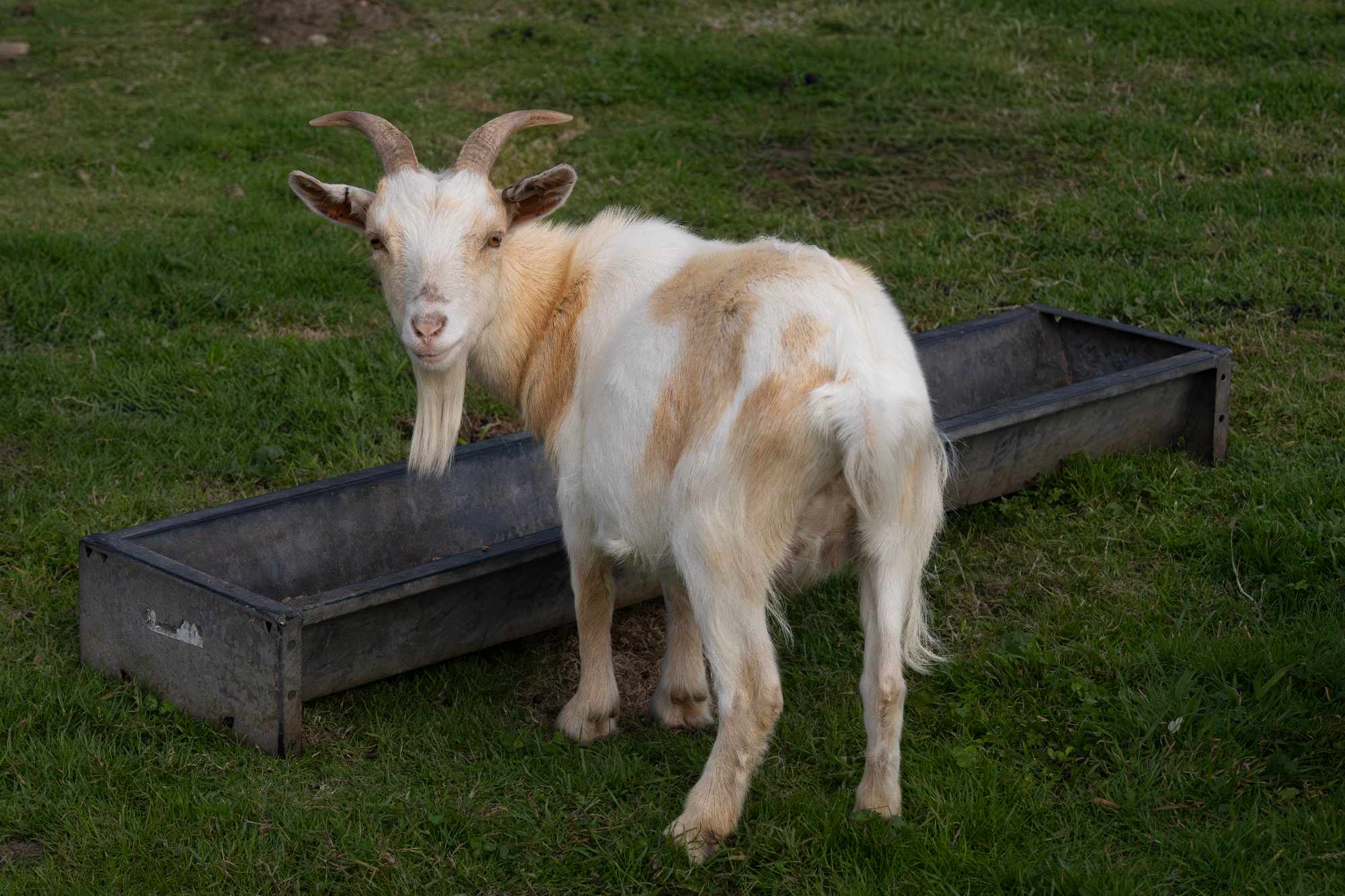 hillview-animal-park