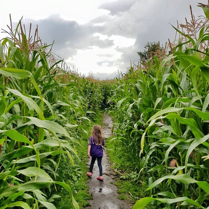 windmill-animal-farm