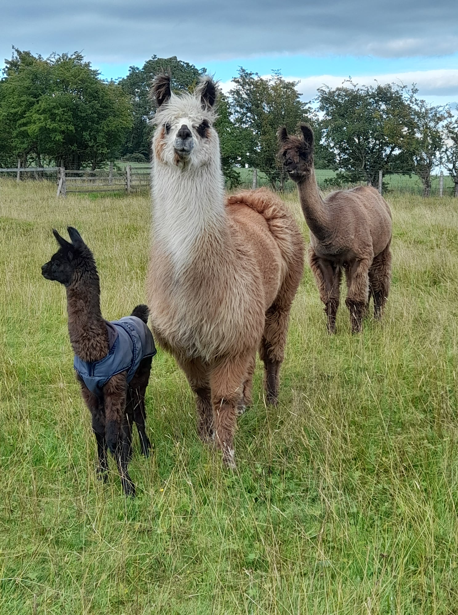 teesdale-alpacas