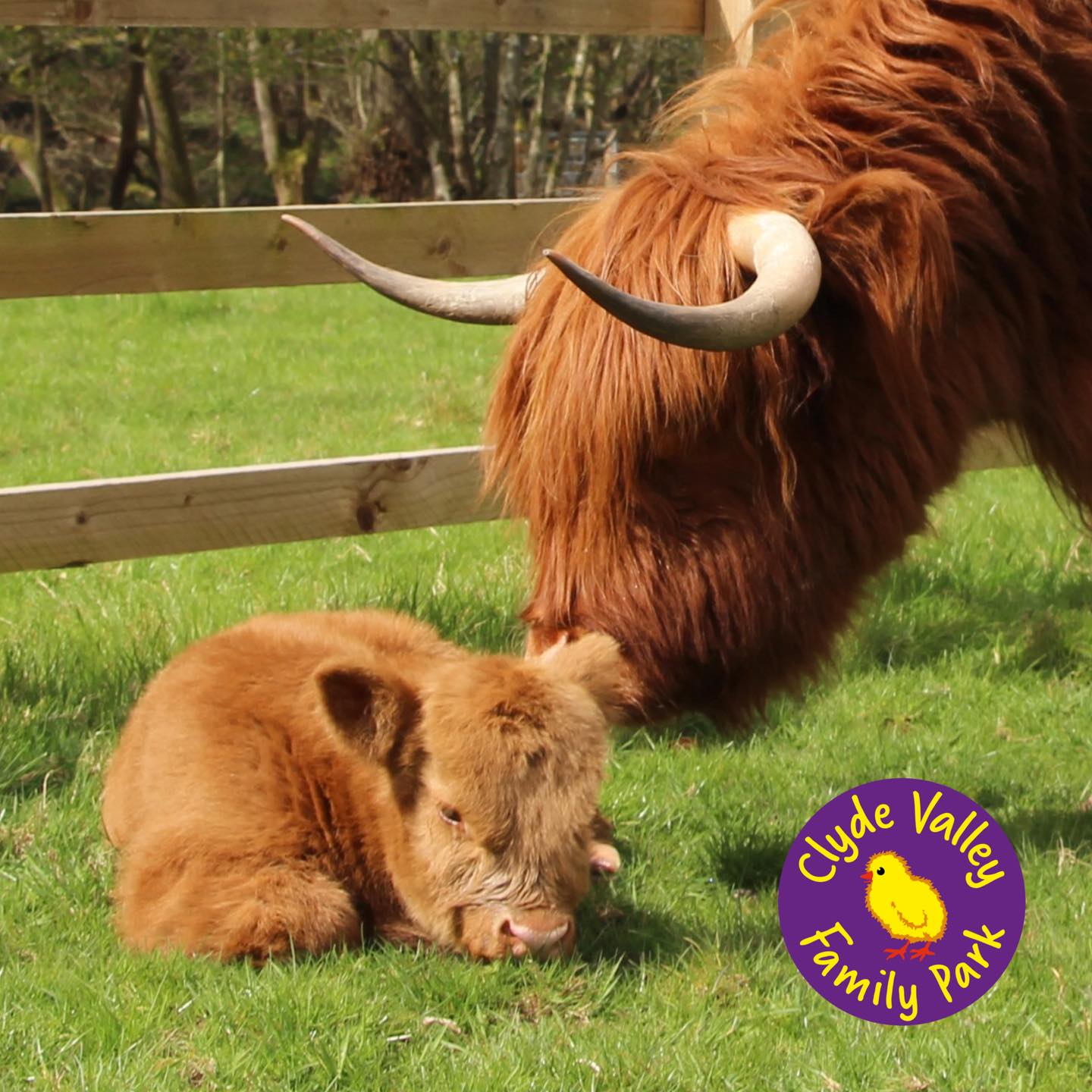 clyde-valley-family-park