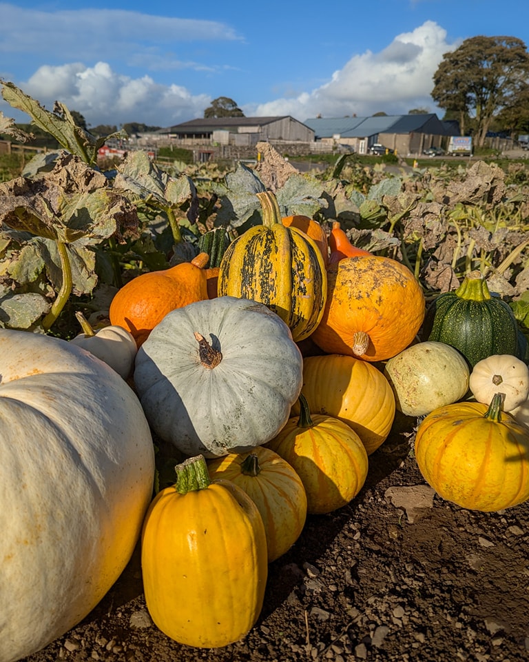 lakeland-maze-farm-park