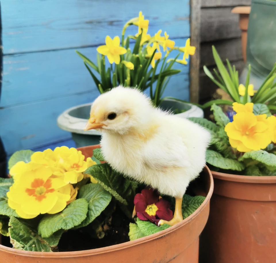 south-angle-farm-park