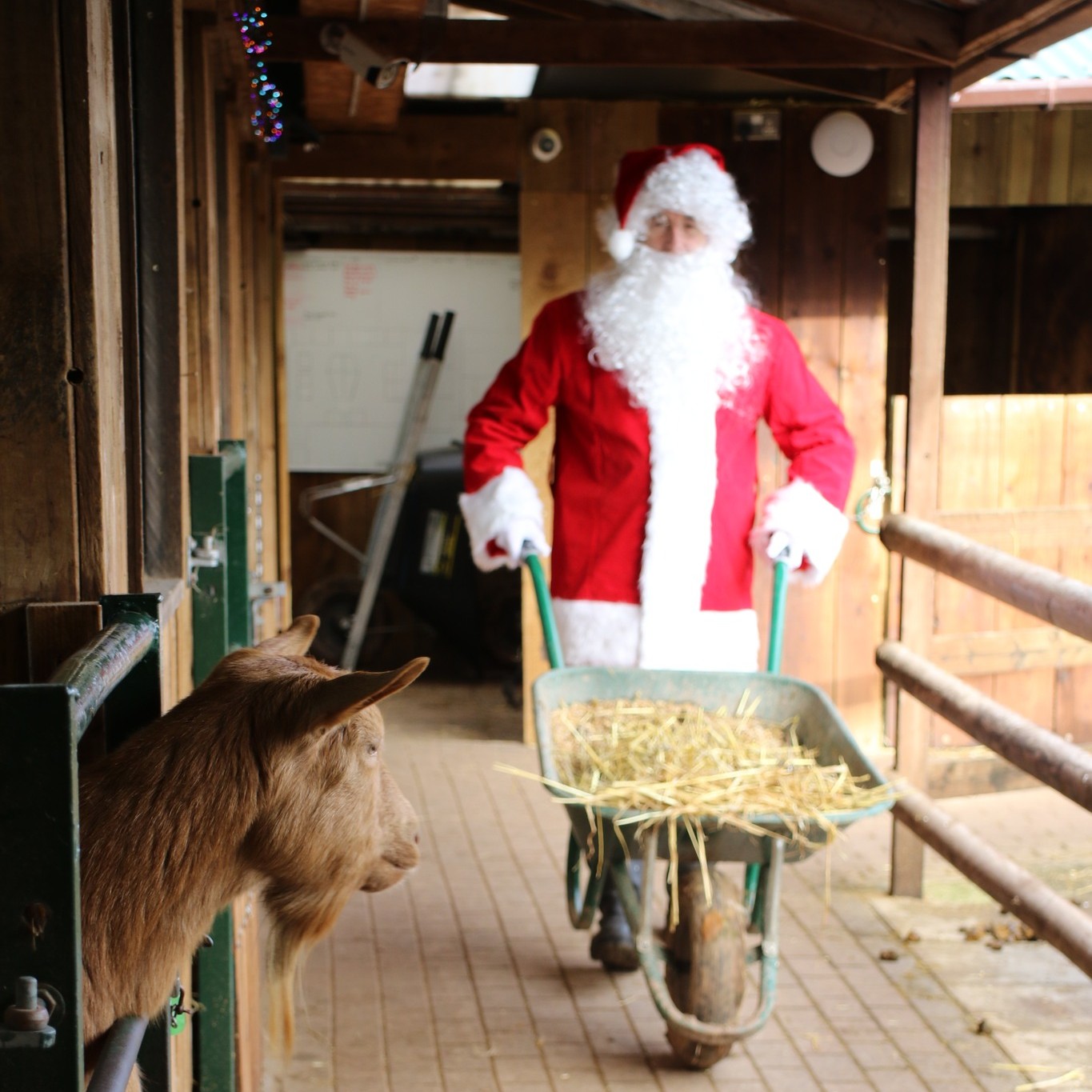 small-breeds-farm-park