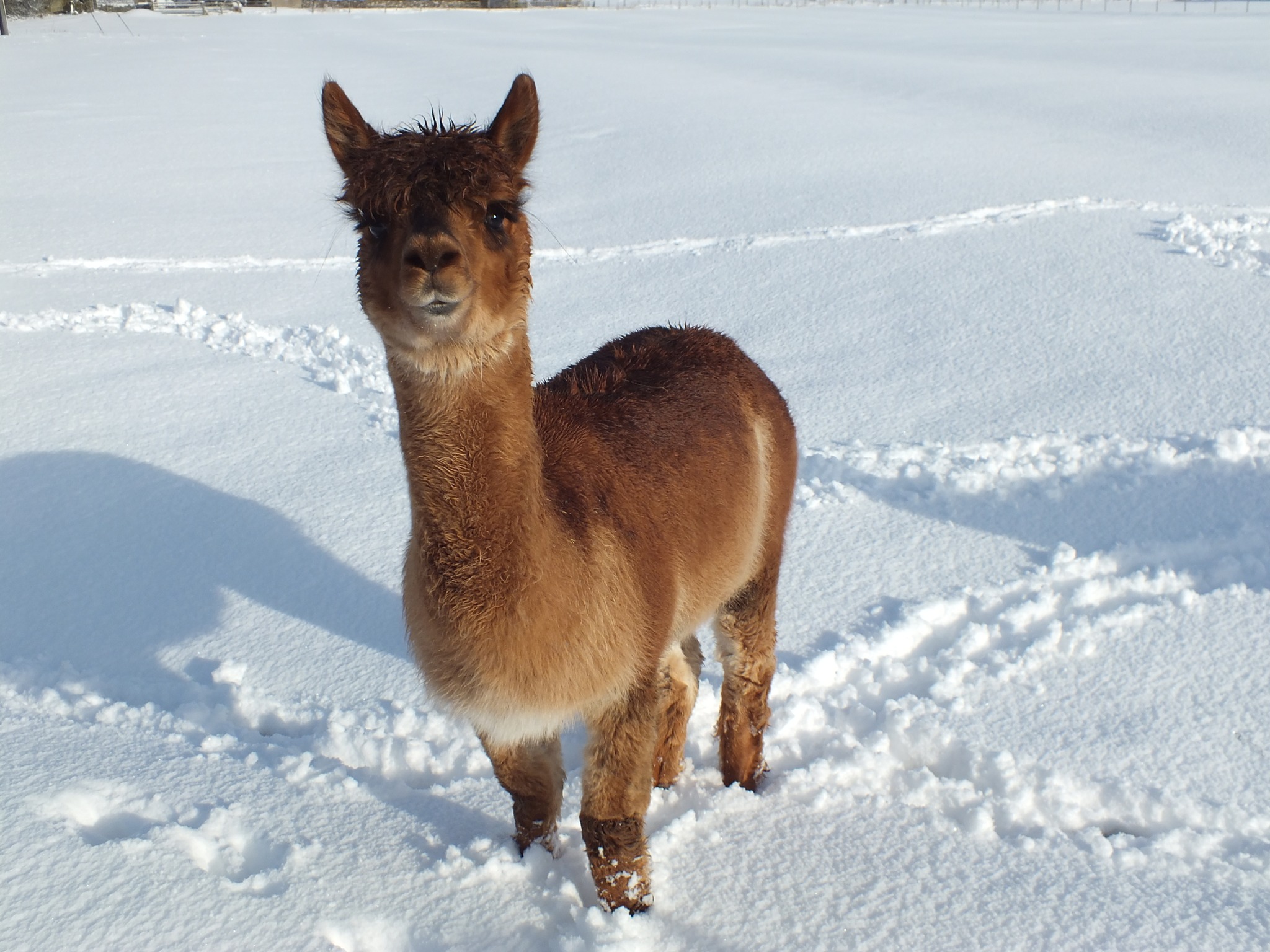 teesdale-alpacas