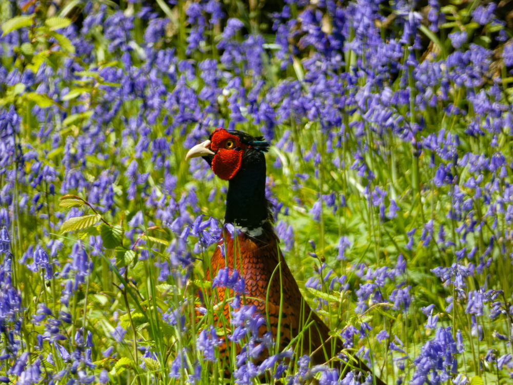 arlington-bluebell-walk-&-farm-trail-