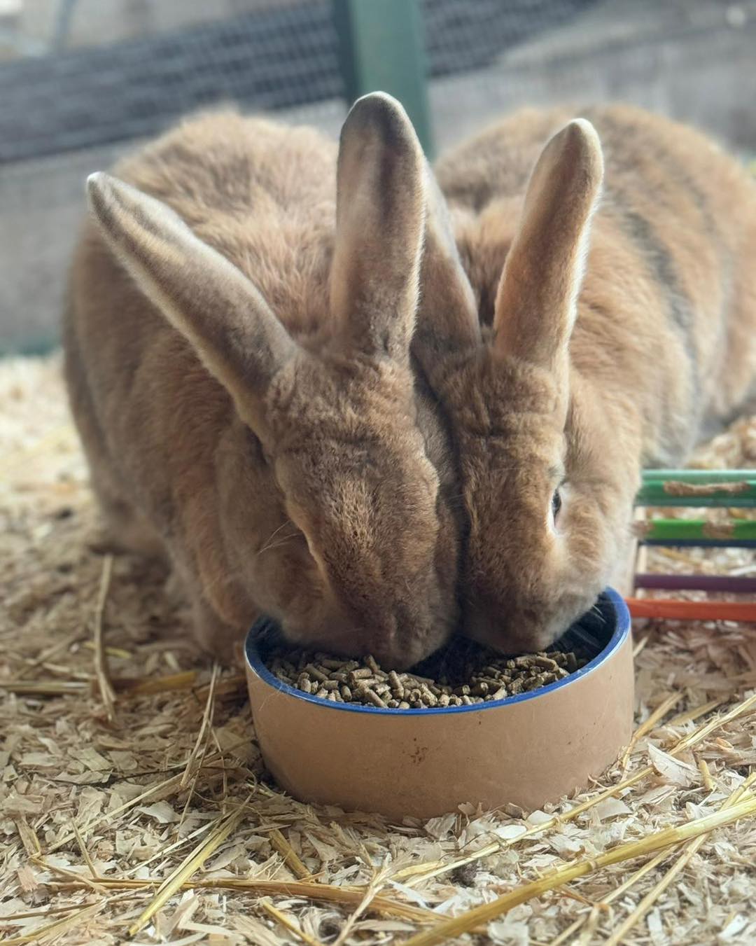 amerton-farm-&-craft-centre