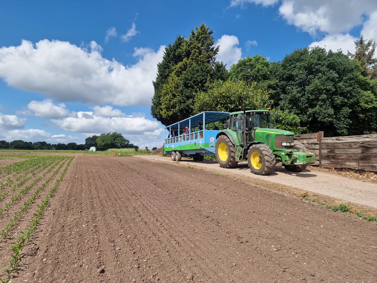 lichfield-maize-maze