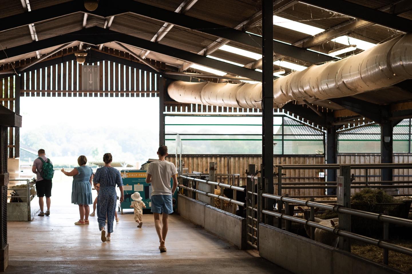 cattle-country-farm-park