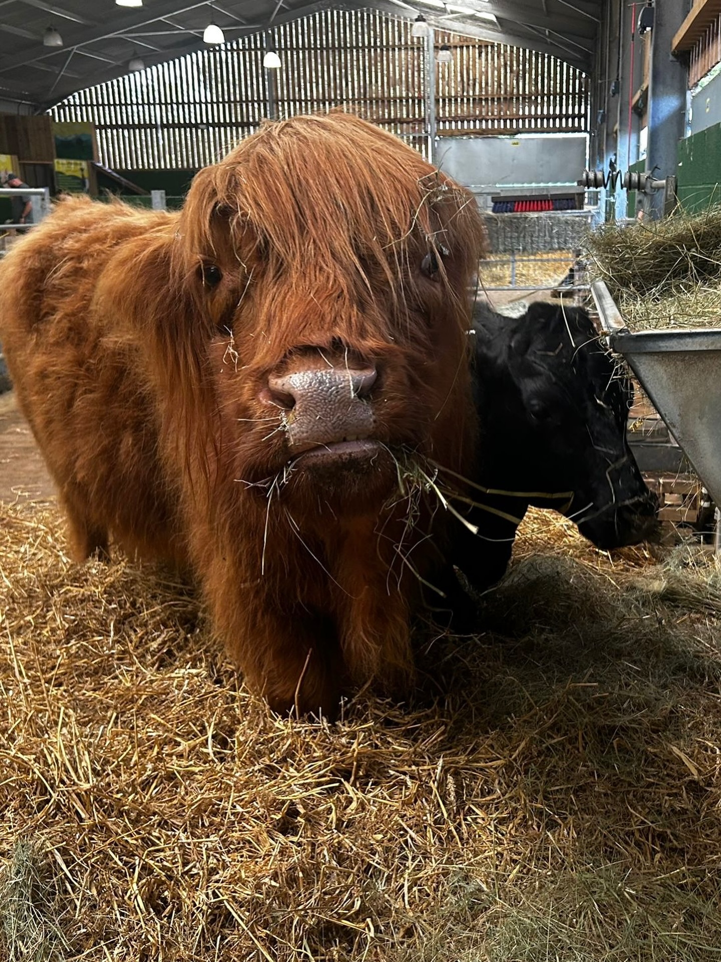 chobham-adventure-farm