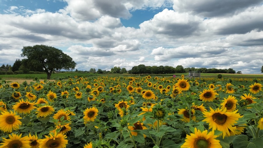 lichfield-maize-maze