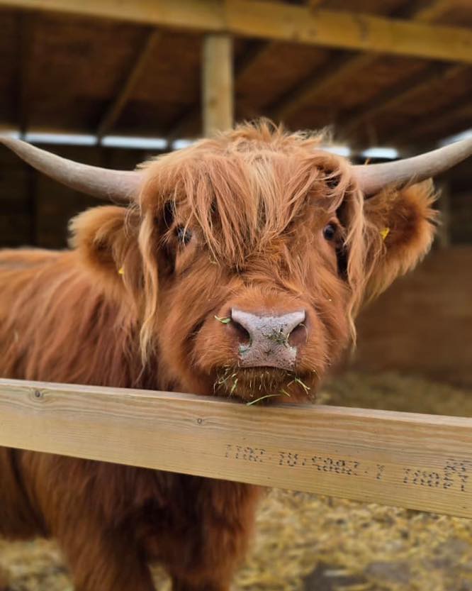 quex-adventure-farm-park