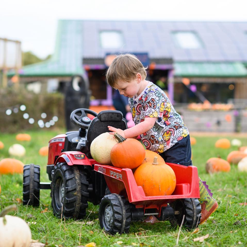 cattle-country-farm-park