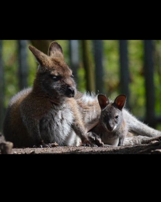 willow-tree-family-farm