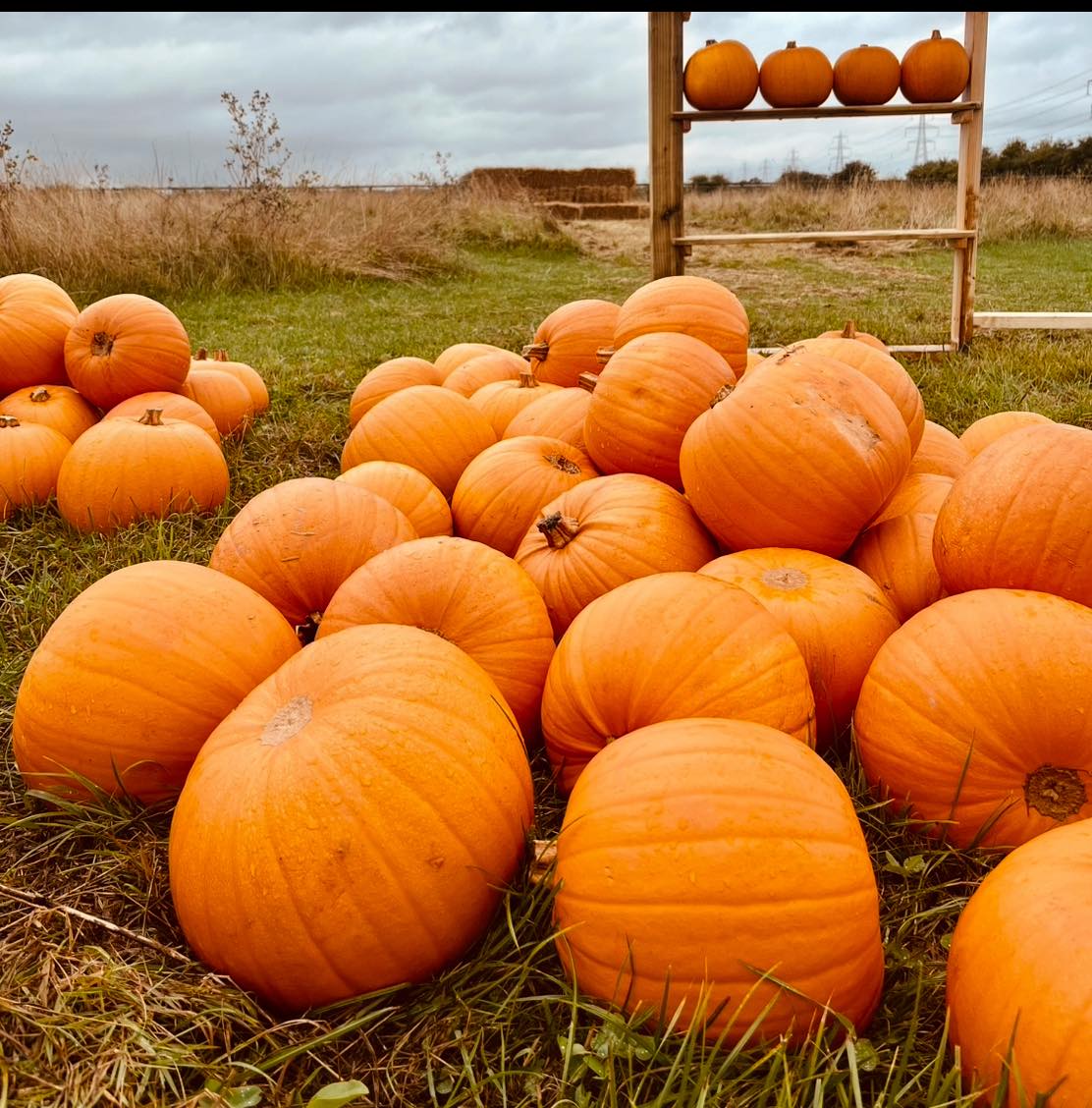 south-angle-farm-park