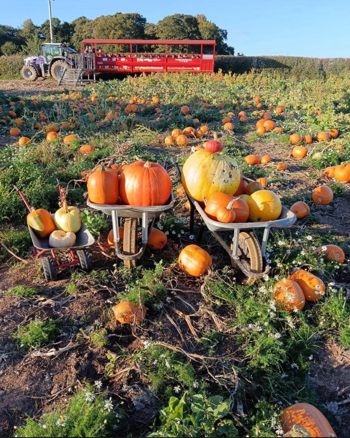 lower-drayton-fun-farm