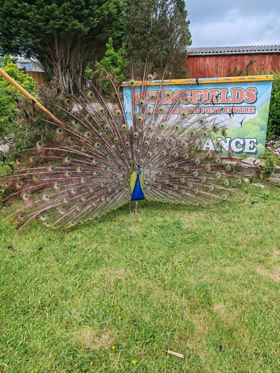 springfields-fun-park-and-pony-centre