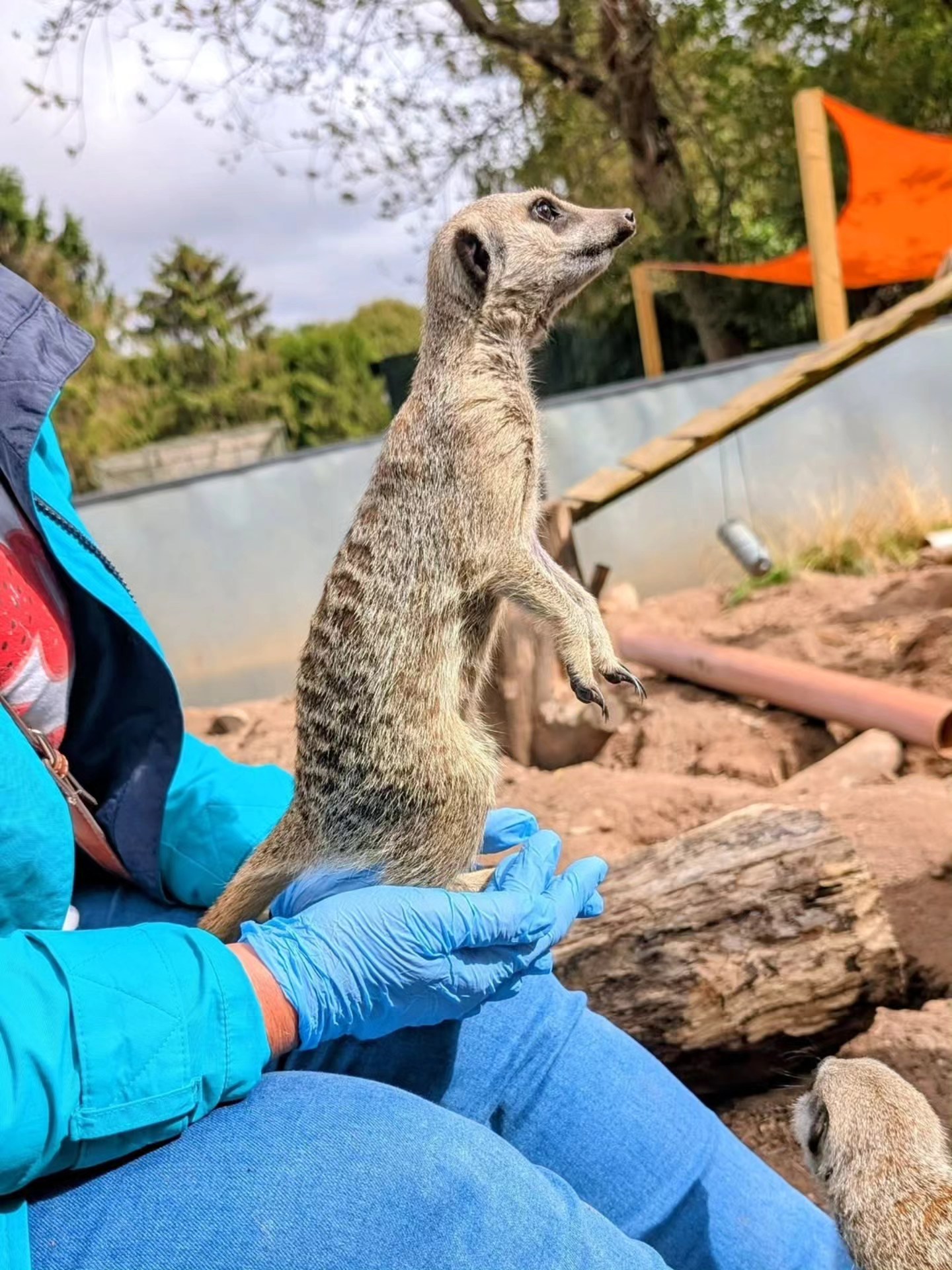 hoo-zoo-and-dinosaur-world