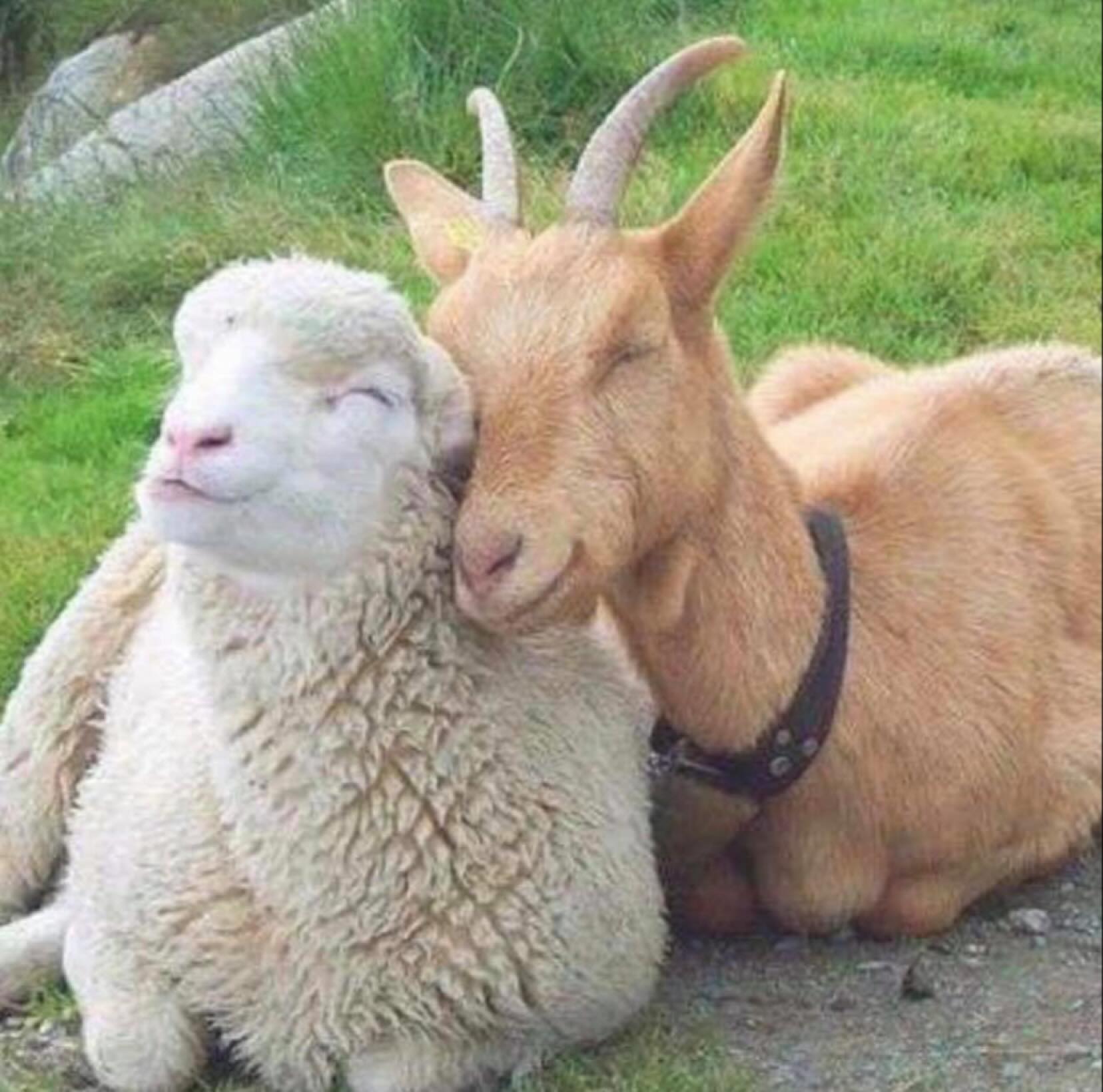 woodside-animal-farm-&-leisure-park