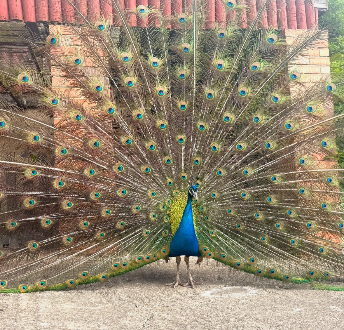 tweddle-children's-animal-farm