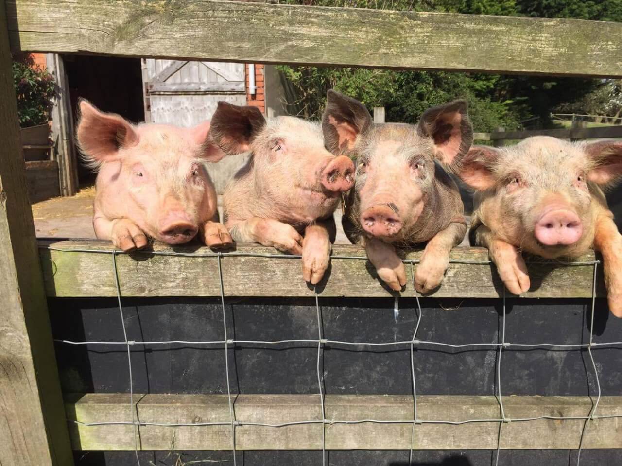 court-farm-country-park