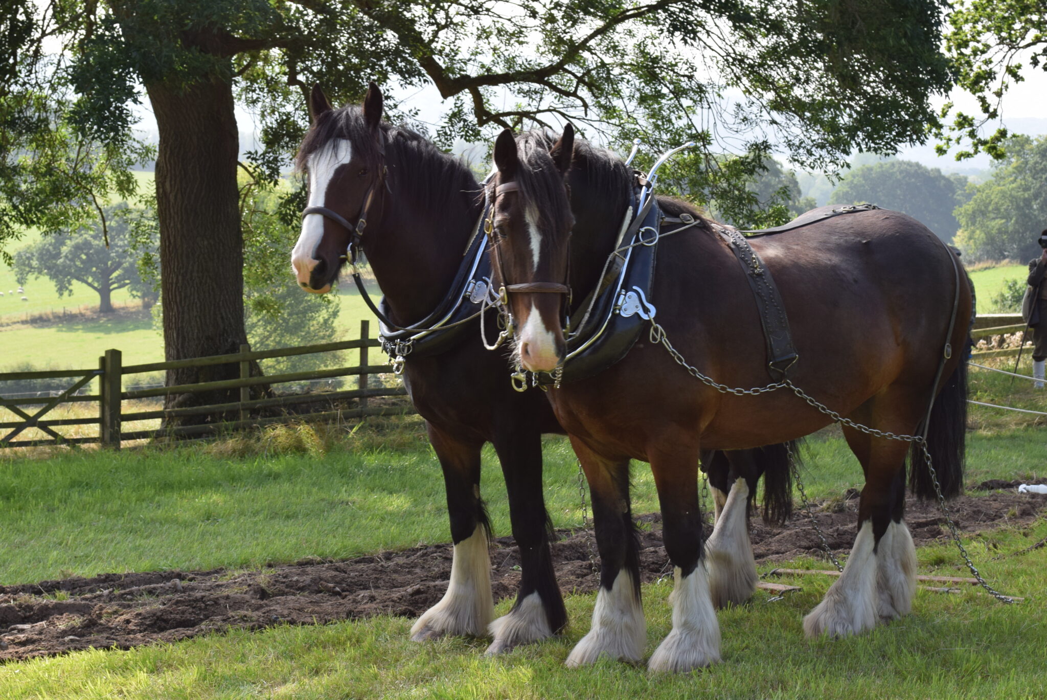 acton-scott-historic-working-farm
