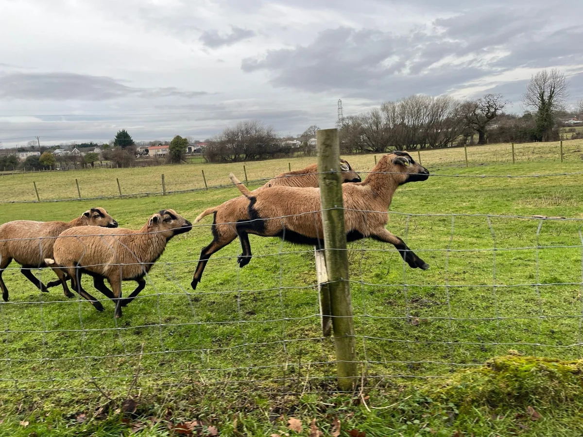 greenacres-animal-park