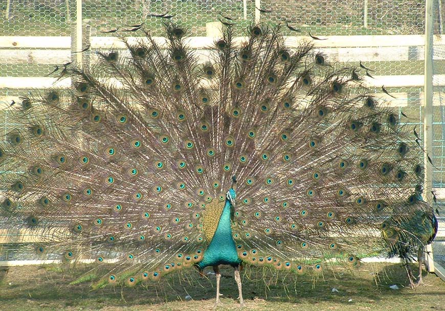 dwyfor-ranch-rabbit-farm-&-animal-park