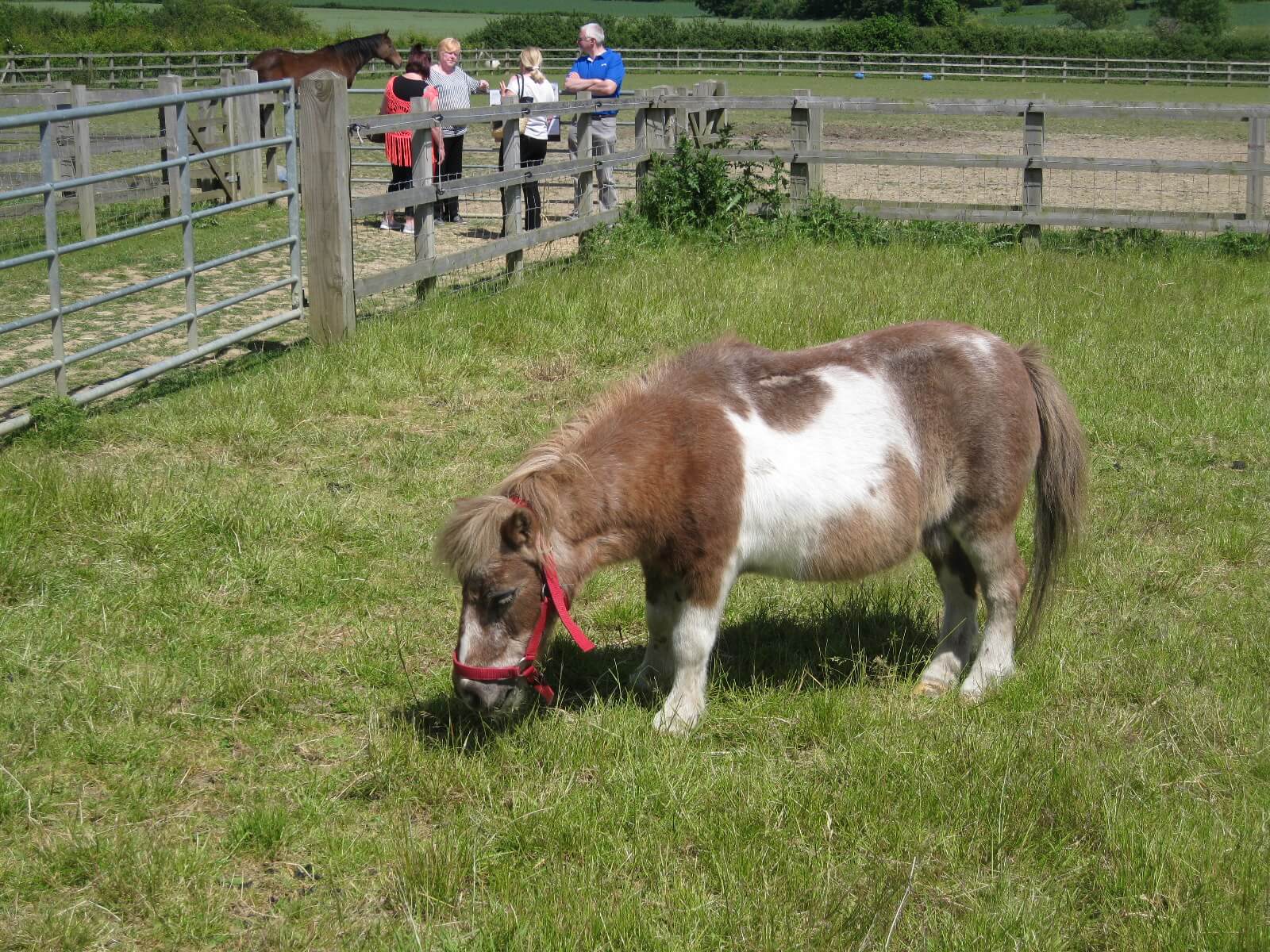 remus-memorial-horse-sanctuary
