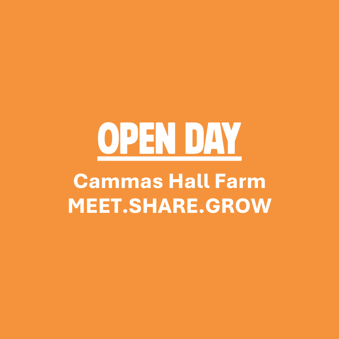 Pumpkin Open Day at Cammas Hall Farm