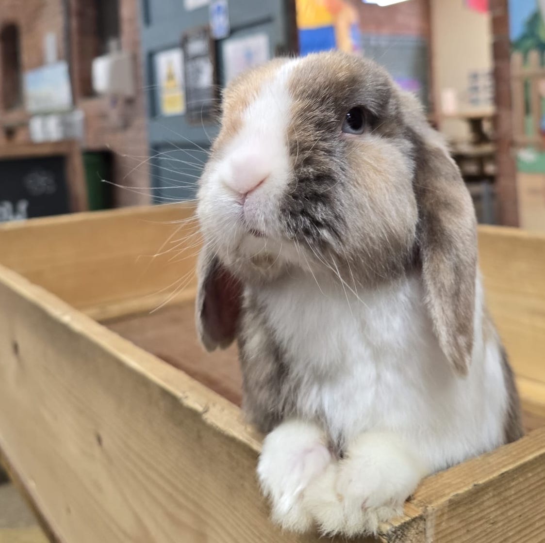 park-hall---the-countryside-experience